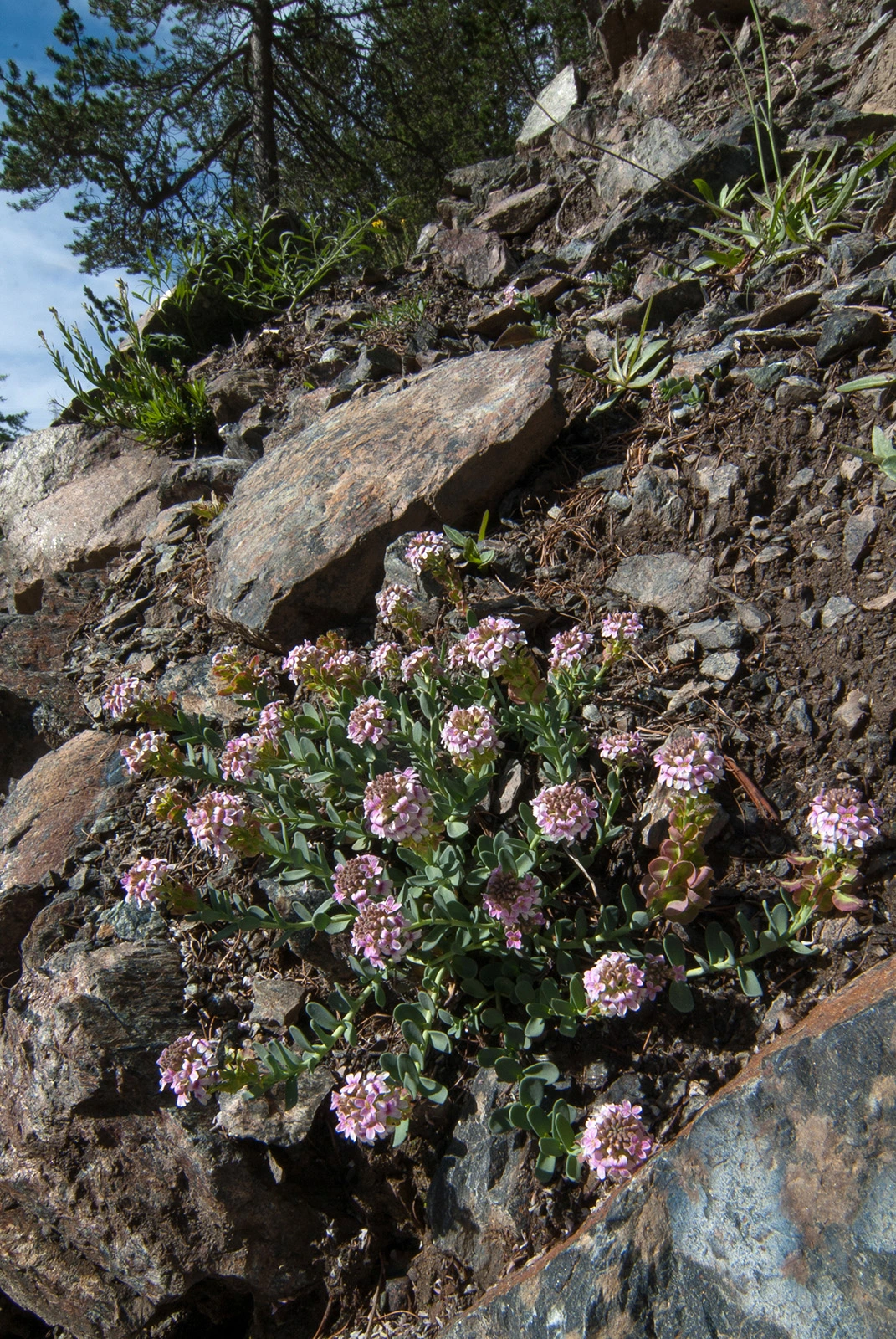 Photo Maurizio Broglio - Aethionema thomasianum